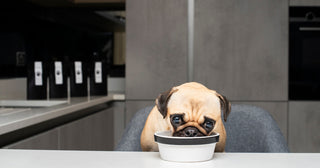 A pug happily eating a Antioxi blend of medicinal mushroom powder from a dog bowl. Antioxi product pouches are placed in the background, with a large paw print on the pouches