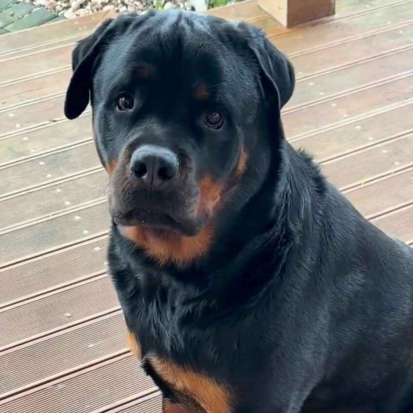 A Rottweiler sitting on a wooden deck, looking directly at the camera.