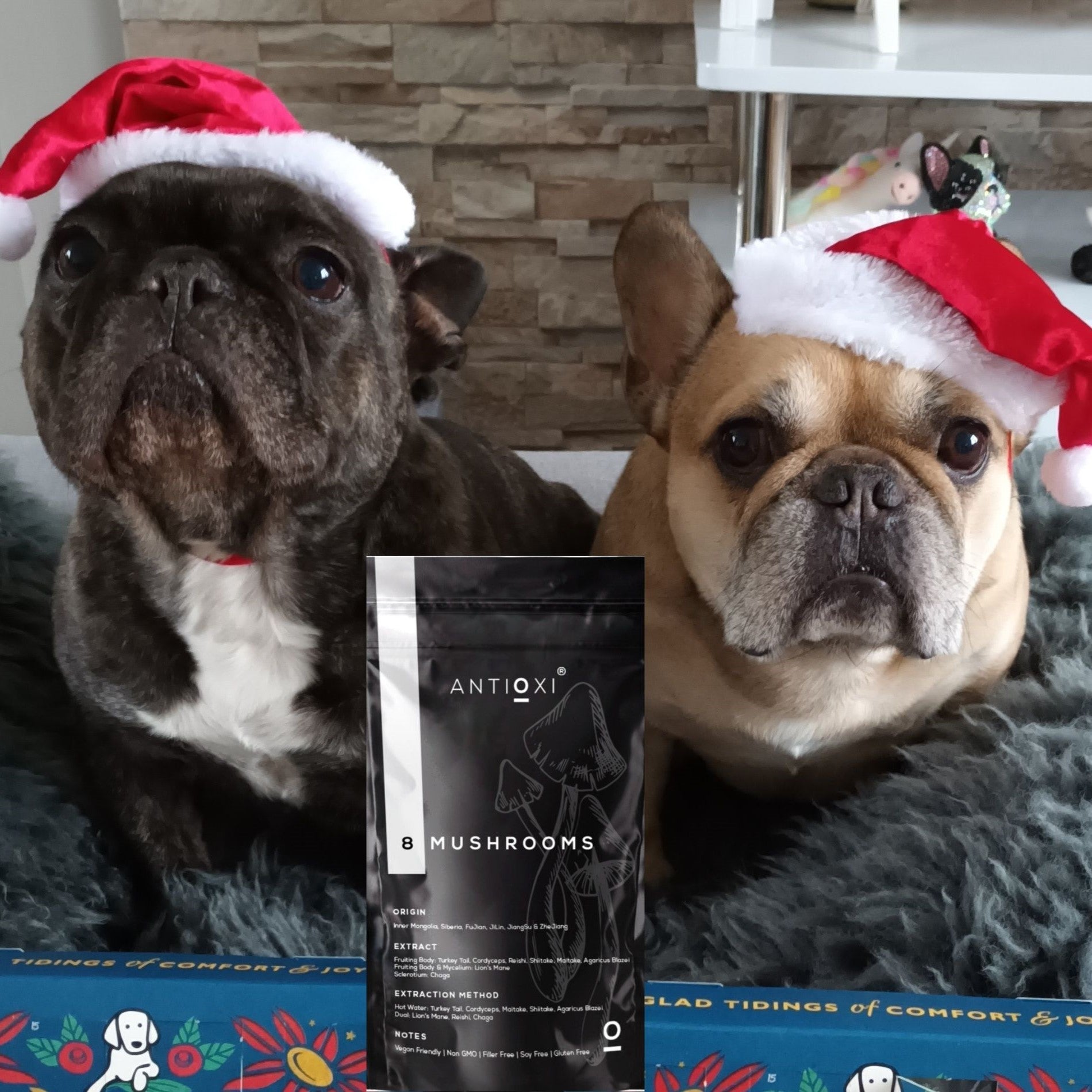 Two black French Bulldogs wearing Santa hats sit next to a pouch of Antioxi 8 Mushrooms blend for Pets.