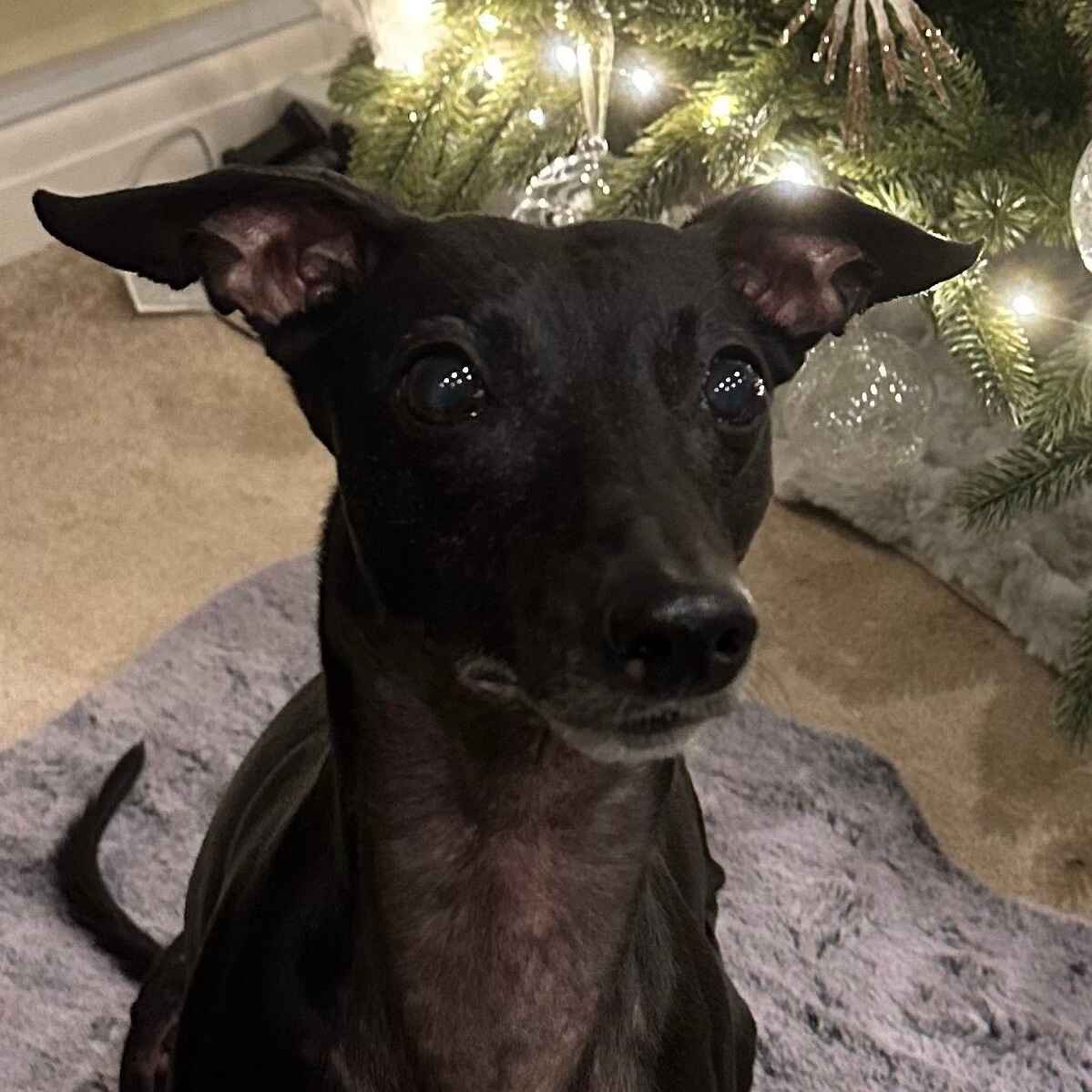 A black dog with alert ears and bright eyes sits on a cozy rug in front of a beautifully decorated Christmas tree.