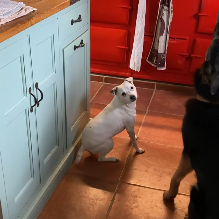 A white dog sits on a tiled kitchen floor, looking up with curiosity. The kitchen features light blue cabinets and a vibrant red backdrop.