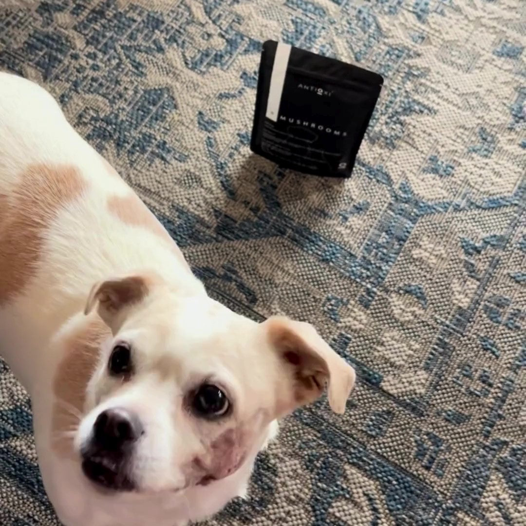 A small white dog with a brown patch stands on a patterned blue and white rug, looking up. Nearby, a package of Antioxi 8 Mushroom Blend mushroom supplements for pets is placed on the rug.